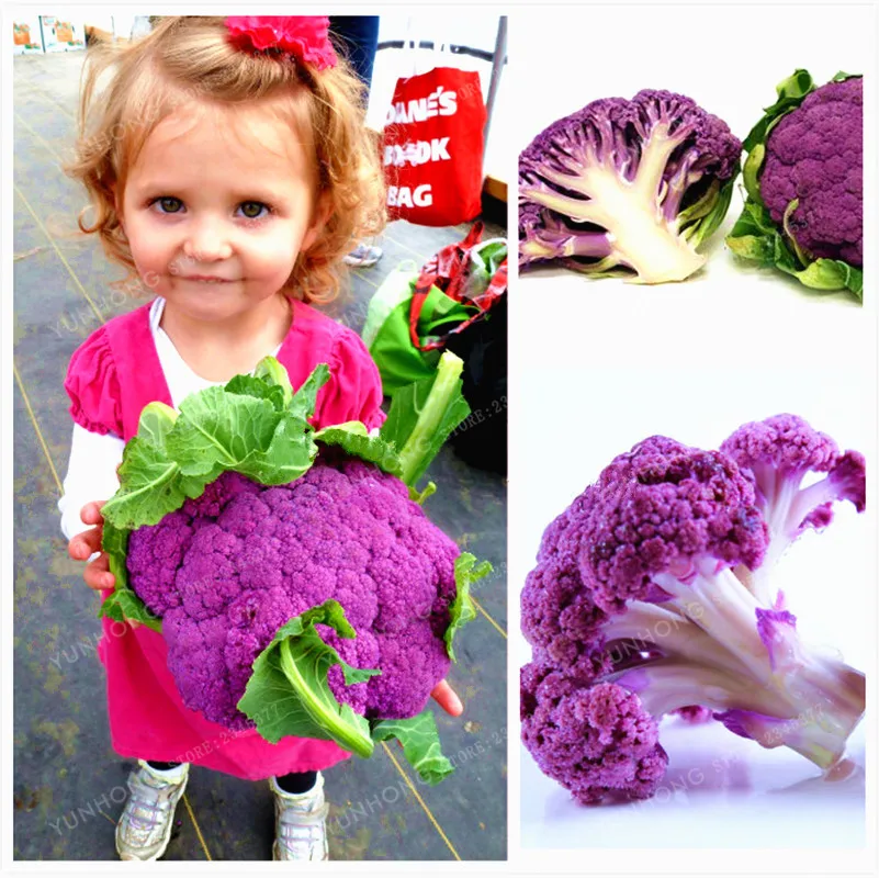 

100 Pcs Nutritious Purple Cauliflower Bonsai Low Carb! Rich In Anthocyanin Very Easy Plant Garden Natural Organic Green Food