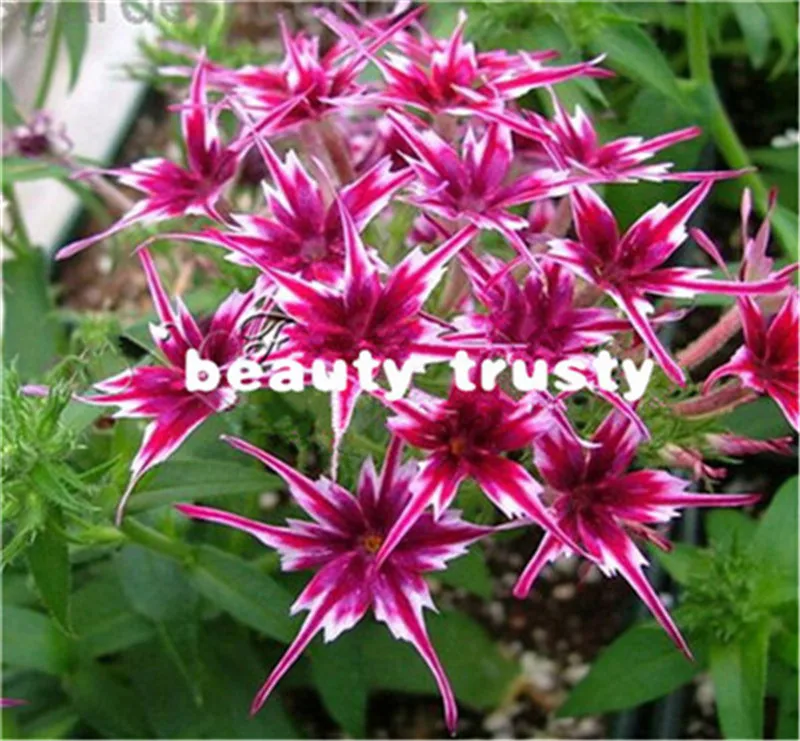 Флокс смесь мерцающая звезда. Мерцающие звезды цветы. Флокс друммонда мерцающая звезда. Флокс друммонда мерцающая звезда. Флокс друммонда звездчатый.