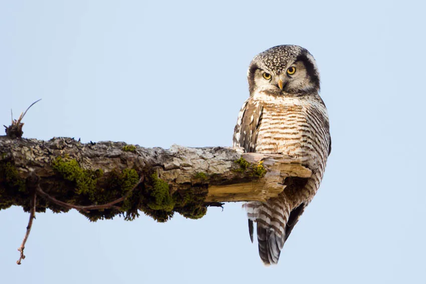 northern_hawk_owl._alaska_nwr._photo_by_lisa_hupp_usfws