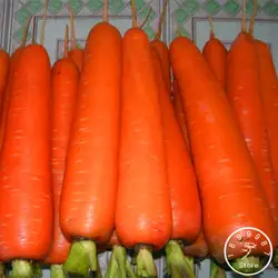 100 шт./лот/партия, овощной бонсай Daucus carota, морковный сад, женьшень Wucun морковь, # O2YC00