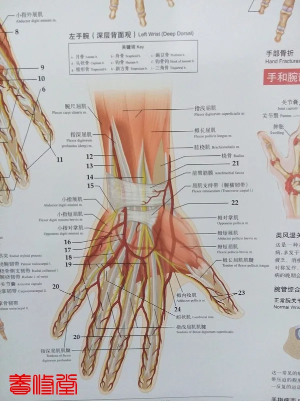 anatomie hand anatomie hand