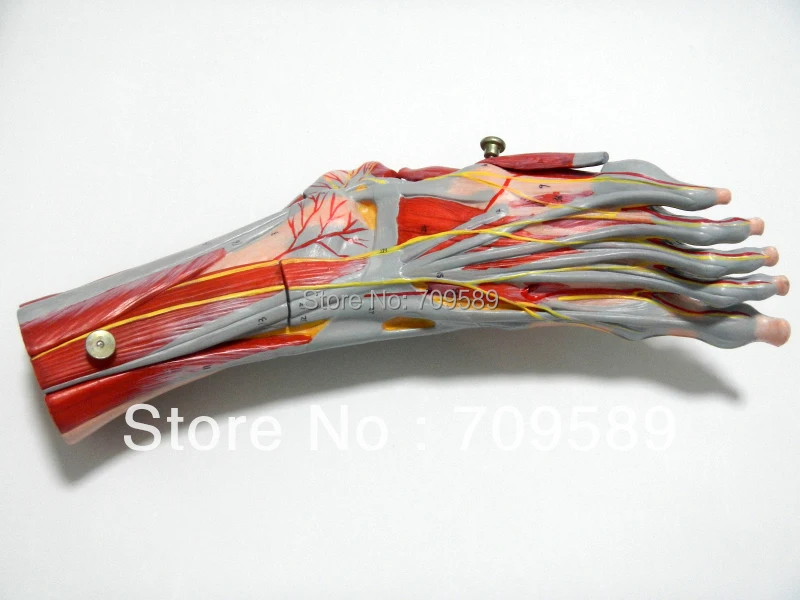 ISO Deluxe мышцы стопы с основными составами и нервами, анатомическая модель стопы