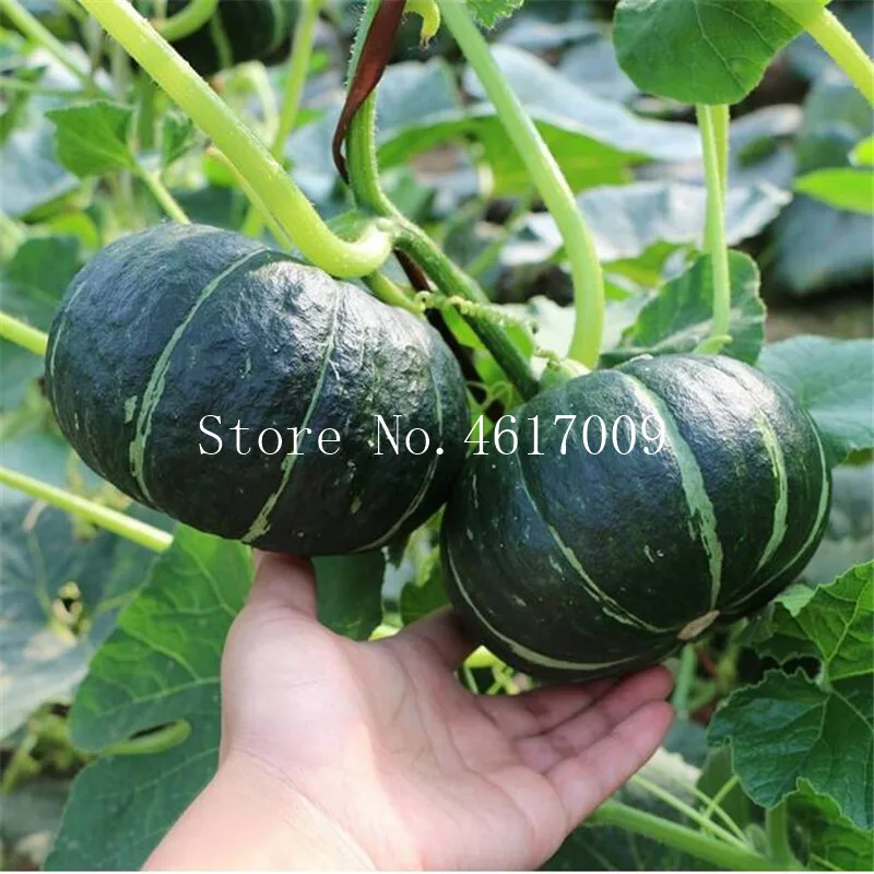 

5pcs pumpkin bonsai Vegetable bonsai