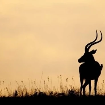 Impala With Oxpecker Bird  Nakuru National Park  Kenya Poster Print by Jaynes Gallery (24 x 15)