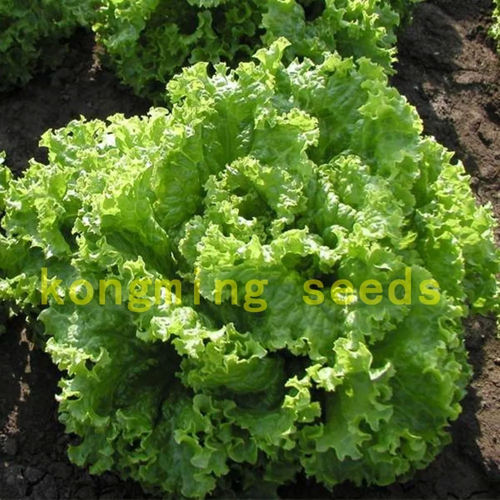 

lettuce seeds 200 pcs Leaf Salad Lolla Biondi Organic Heirloom vegetable seeds for home garden plant