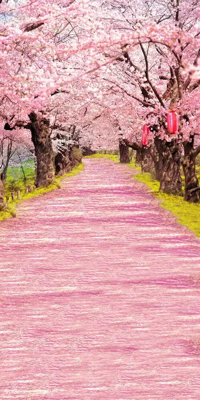 10x20ft Romantische Rosa Strasse Baume Hochzeit Vinyl Fotografie