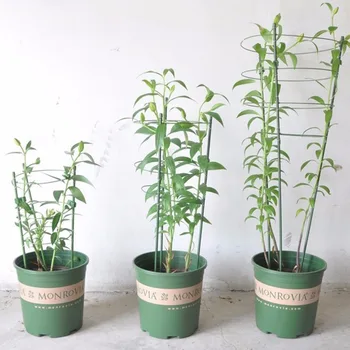 

Garden Plant Support Climbing Plants 45cm 60cm Conical Trellis Supporter Frame