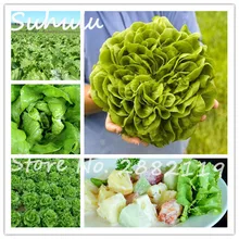 Cheap 200Pcs Italian Lettuce Seeds good taste organic edible delicious great salad choice DIY Home vegetable plants easy to grow