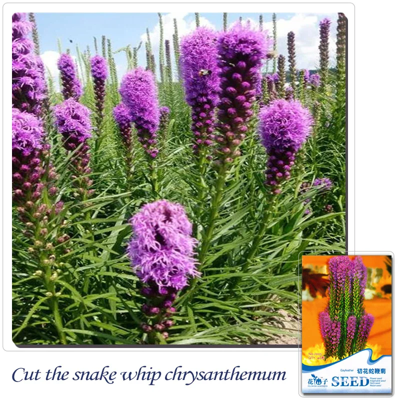 Buy 2 Get 1can Accumulate 1 Pack 40seeds Lovely Hairy Dense Dark 