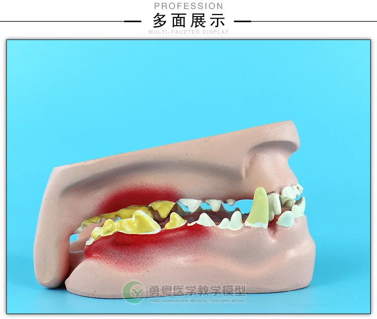 Собаки зубы стоматологические патологические модели Canine Oral модель Анатомия животных демонстрационная модель для обучения модель
