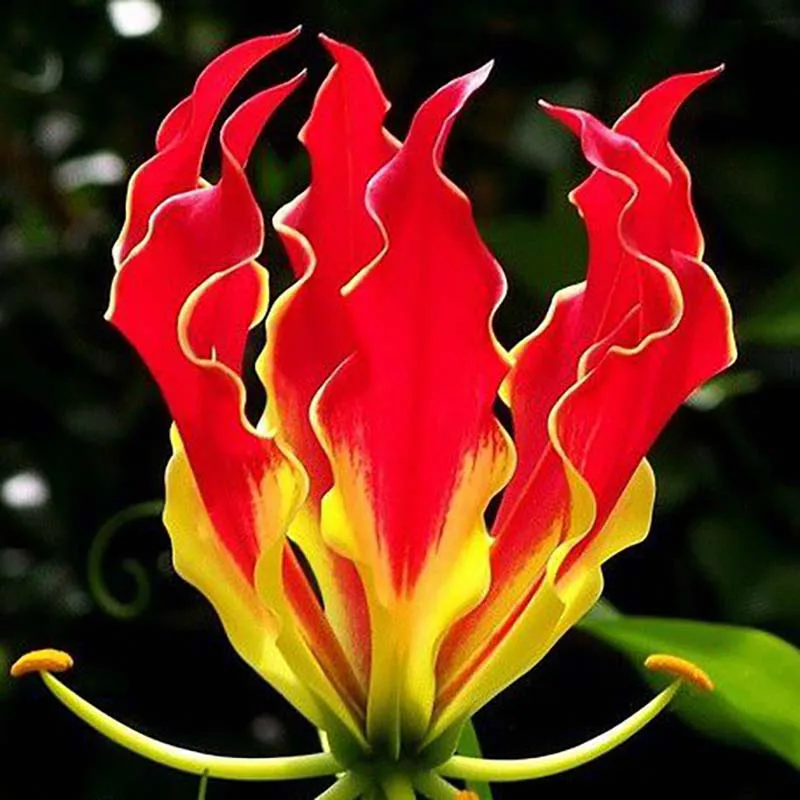 1 pcs Bulb Flame Lily Bulbs GreenSeedGarden