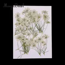 10 шт белый кружевной цветок натуральный прессованный высушенный цветок для поделок для изготовления украшений вручную орнамент из смолы