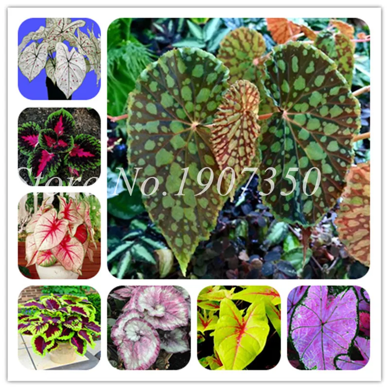 

Bonsai Coleus plants Beautiful Foliage Plants Perfect Color Rainbow Coleus bonsai Easy To Grow DIY Home Garden-100 Pcs for sale