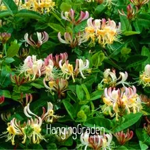 Лидер продаж! 100 шт./упак. жимолости чечевицы, естественно, редкий цветок flores бонсай для дома и сада