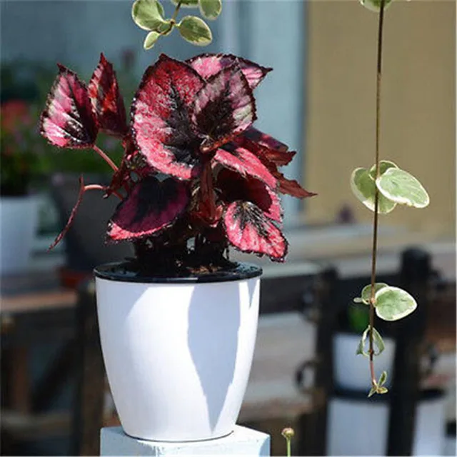 large size automatic water absorbing flower pots bonsai creative