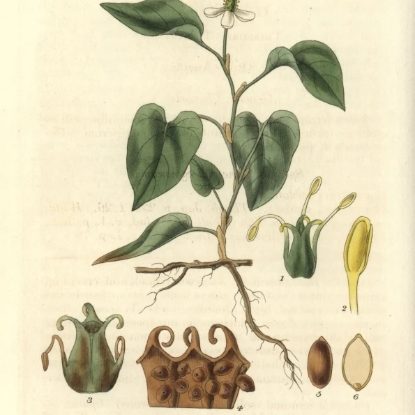 Houttuynia Cordata  Cordate Houttuynia Witha Poster Print By <ALIMT >&reg;</ALIMT> Florilegius Mary Evans (24 X 36)