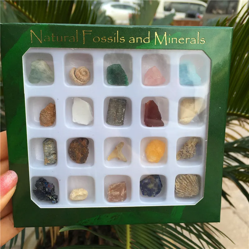 

20Pcs Fossils Minerals Specimen Teaching School Mineral Collections Fossil Rocks Display Home Decor Mineraalstukken Stone NL837