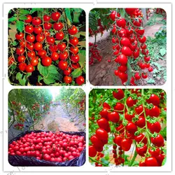 Бонсай 100 шт./пакет томатный вкусные Cherry томатный без ГМО овощи съедобные еда в горшках садовые растения для дома и сада