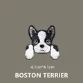 BOSTON TERRIER