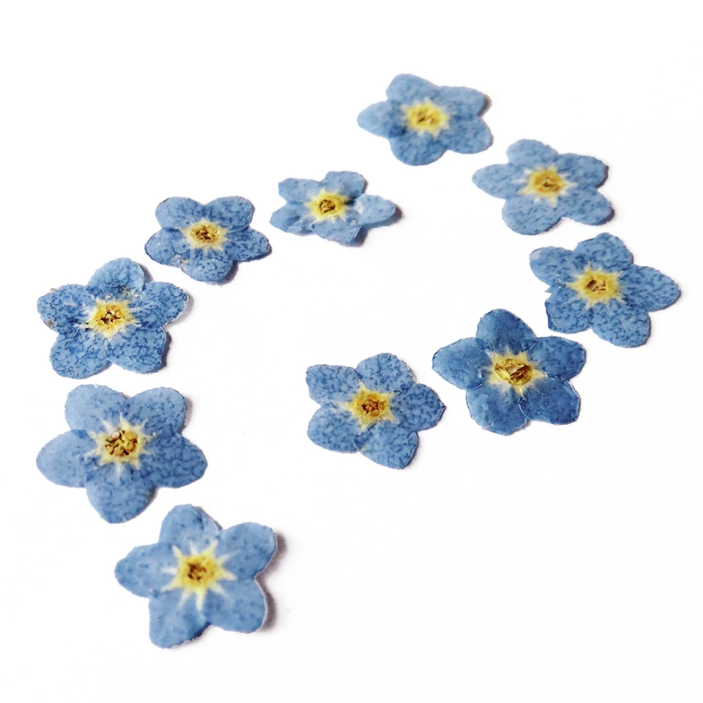 Pack 20 Pressed Dried Flower Dry Leaves for DIY Crafts Bookmark Cards Making Wedding Party Decoration Phone Case Design 