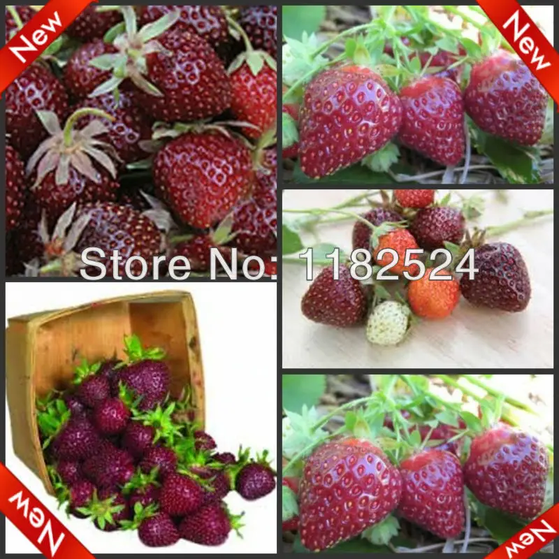 NEW!!! Rare STRAWBERRY "PURPLE WONDER" 200 pcs * Worldwide plantsin