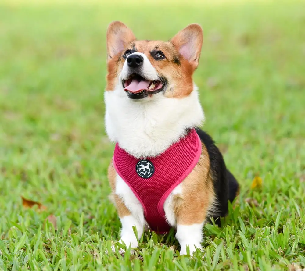 PoyPet Dog Harness Adjustable Breathable Soft Padded Mesh Puppy Harness