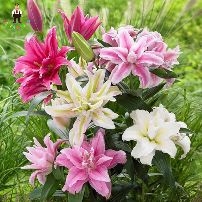 

100 pcs / bag Giant Lily plants Cheap Lily Flower plants Barbados Lily Potted bonsai Bonsai Balcony Flower Free Shipping