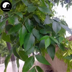 Купить Fraxinus Chinensis дерево Sements 240 шт. завод ясень для Fraxinus бай La