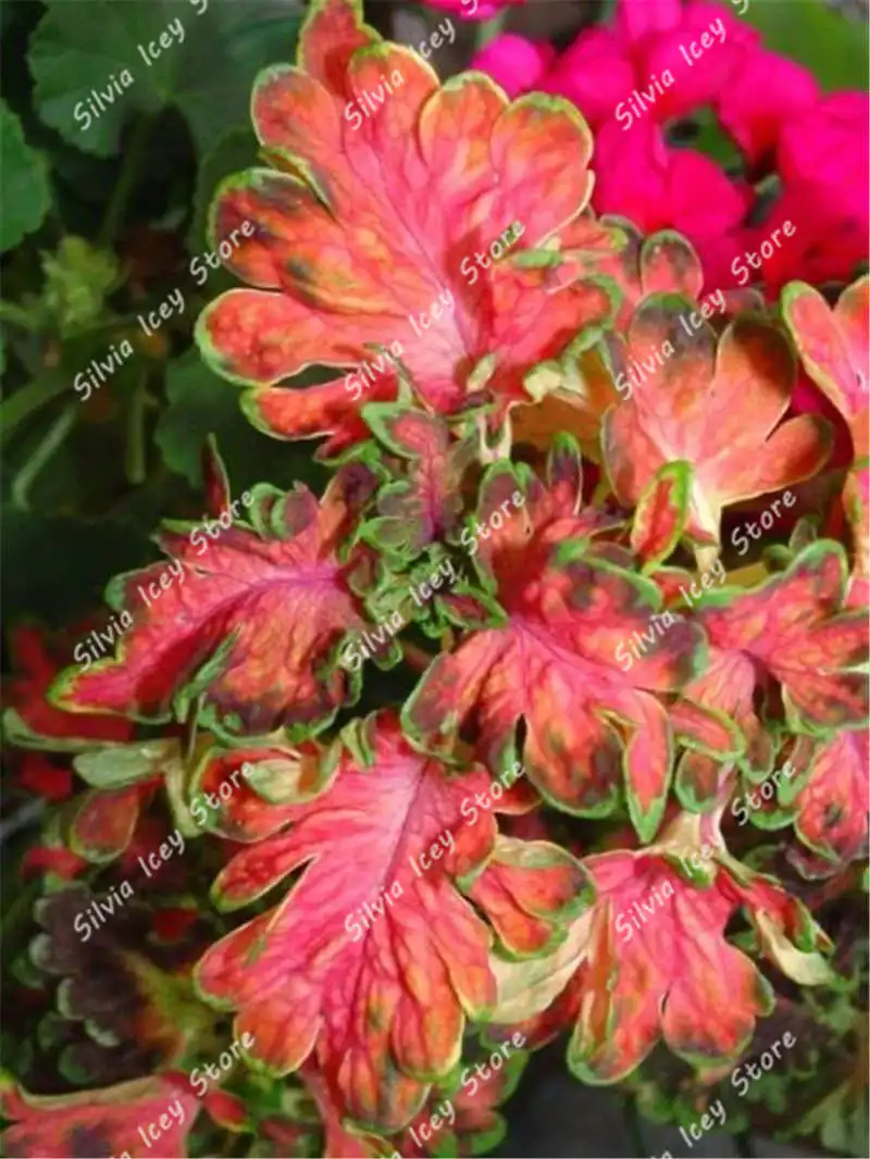 100pcs Coleus Bonsai Plant Doubleflowered Multileaf Garden Flower