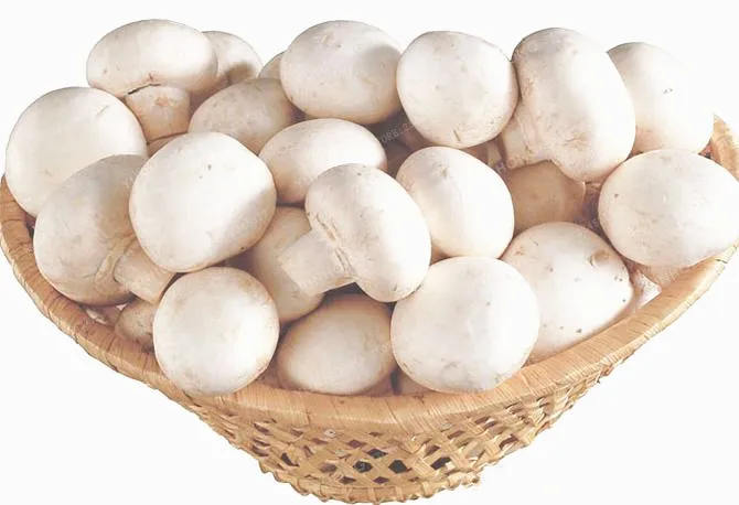 Variety Of Edible Seeds Plants Mushrooms Pleurotus Delicious A Mixed 100pcs