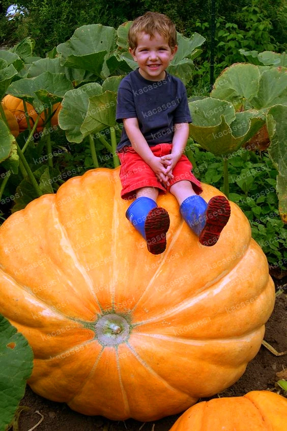 20PCS Giant Pumpkin plants Best Selling Super Large Pumpkins plants Orna-Mental Gourd Vegetable plants For Home Garden Planting