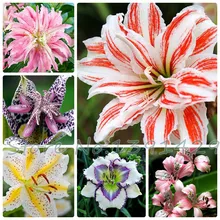 lily seeds, cheap perfume lily seeds, 20 colors Rare Lily Flower Garden Plant – Mixing different varieties 100pcs