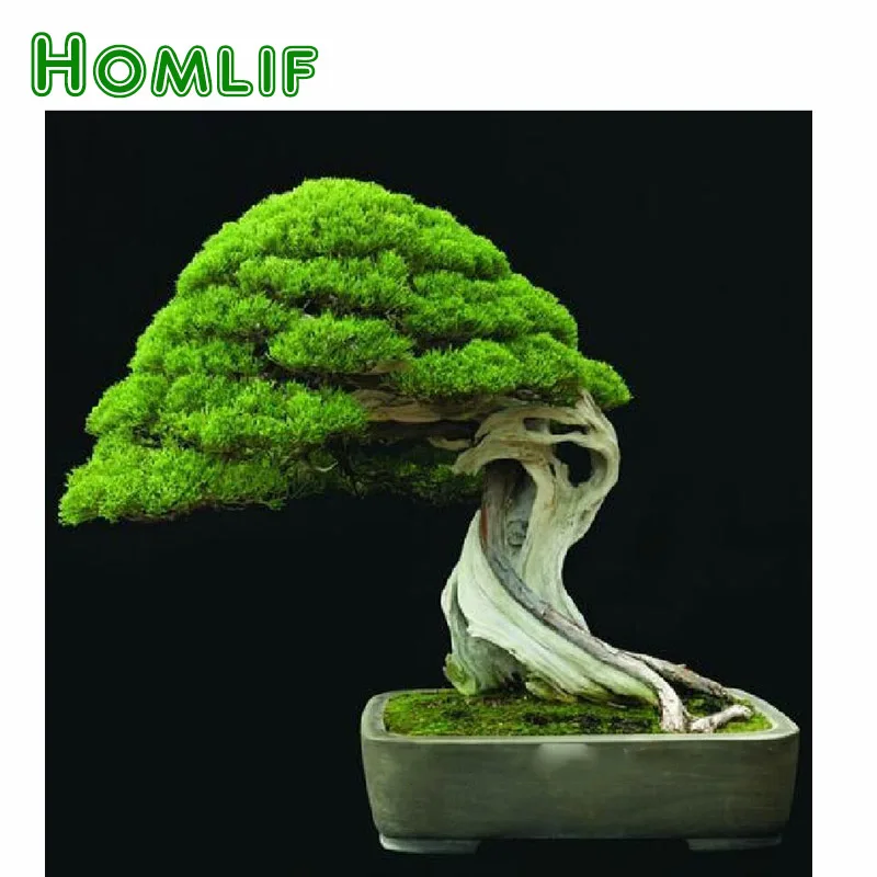 Искусство маленьких деревьев. Бонсай кабудати. Бонсай кабудати. Келапа бонсай. Япония дерево бонсай.