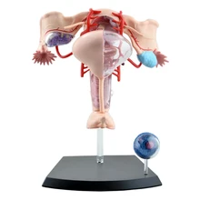 Женская репродуктивная система 4d человеческое тело орган анатомическая модель для медиков обучающая модель