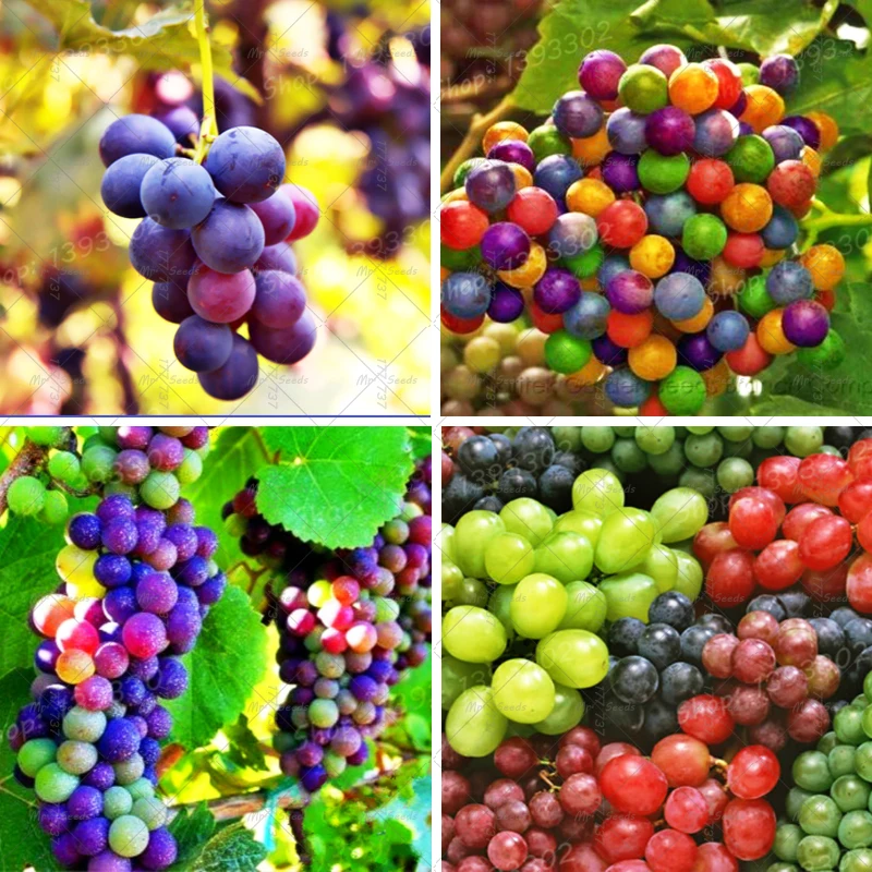 Виноград 50 единиц/мешок микро Vines S органические фрукты мясистые сладкие продукты легко выращивать растения сад
