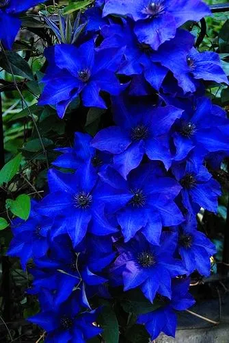 

100pcs blue bonsai Clematis (not bulbs) flower bonsai flower perennial flowering potted plants for home garden plants