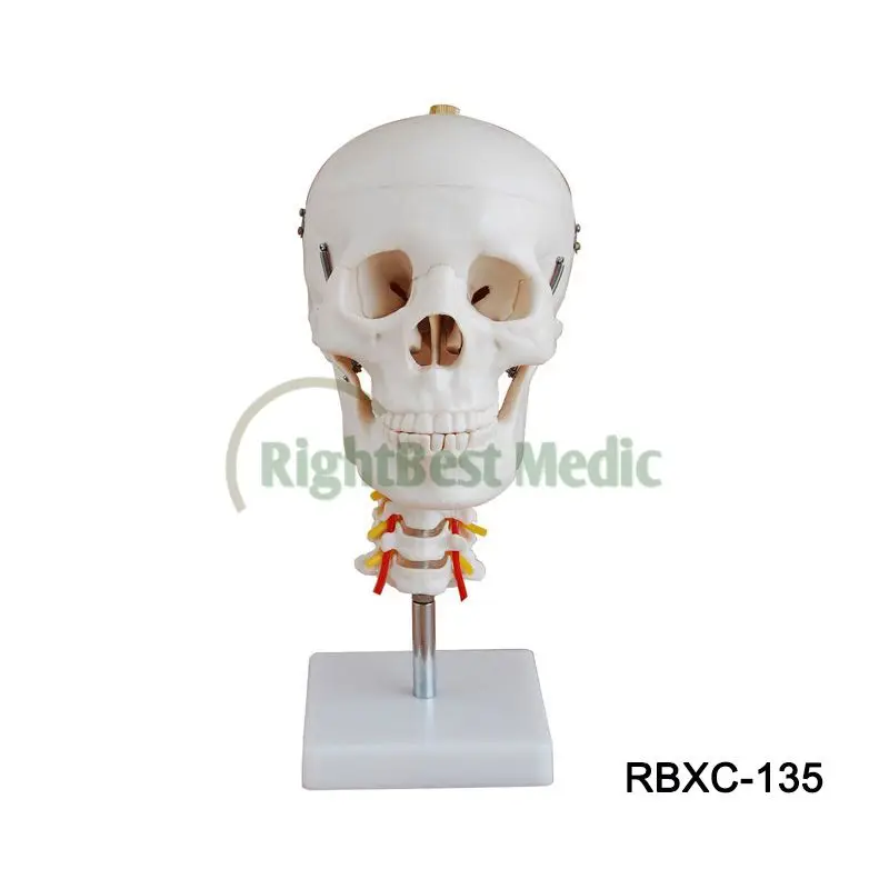 

HOT SALE Skull & Cervical Spine Models with Cervical Spine model Skull Educational model
