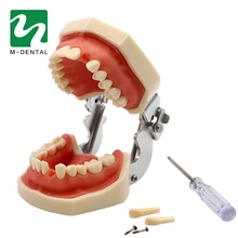 Зубные съемные стандартные зубы модель зуба с 28 шт. зубы для обучения модели моделирования