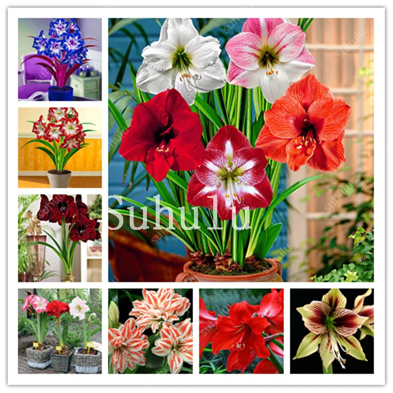 

Hot Amaryllis Bonsai 100 Pcs Chinese Cheap Colorful Flower Bonsai Plants Hippeastrum Flower Plant Pots Garden Balcony Easy Grow