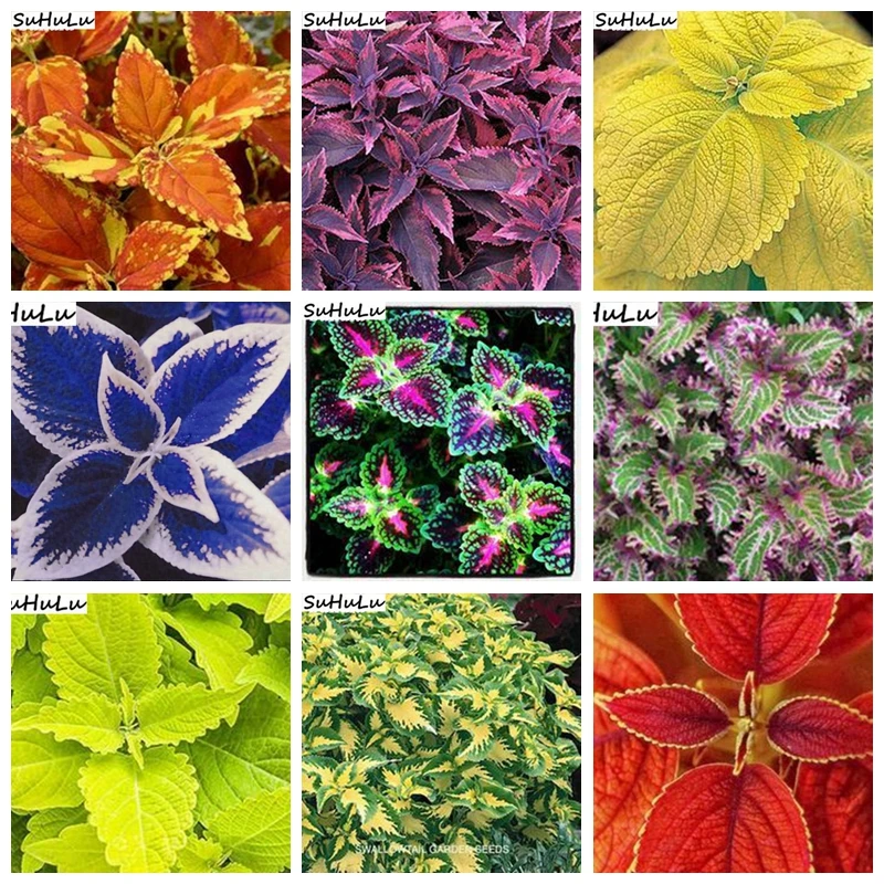 

200 pcs Janpanse Bonsai Coleus Rainbow Foliage Plants Perfect Color Beautiful Dragon Flower Plants Balcony Garden Semente