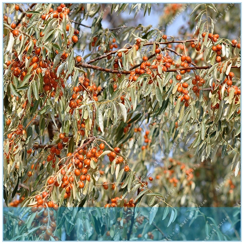 

ZLKING 20PCS Elaeagnus Umbellata Autumn Olive Tree Perennial Delicious Garden Fruits Tree