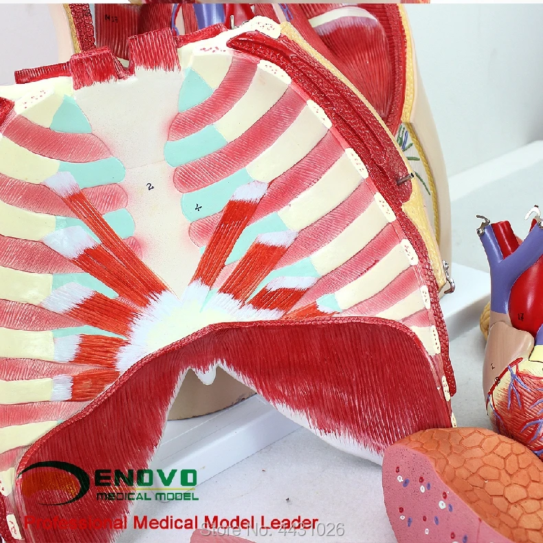 ENOVO анатомическая модель анатомической системы человека 85 см. Орган системы