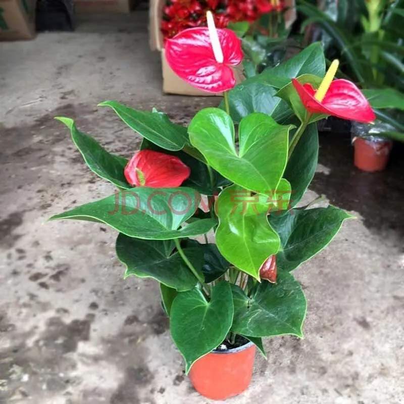 

50pcs Bonsai Planta Anthurium Anthurium andraeanum Linden Araceae perennial indoor evergreen herb flower for home garden