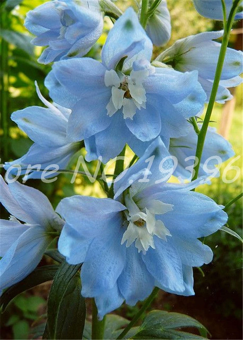 Big Promotion!! 100 Pcs Dendrobium Bonsai, Potted Plant Flower In Bonsai Rare Orchid Plants for Home Garden,The Budding Rate 95%