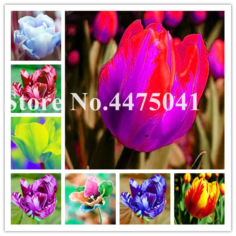 

Hot !100 Pcs Bonsai Tulip Flowers(Not Bulbs)Rainbow Color Petals Outdoor Tulip Flower Perennial DIY Home Garden Bonsai Pot Plant