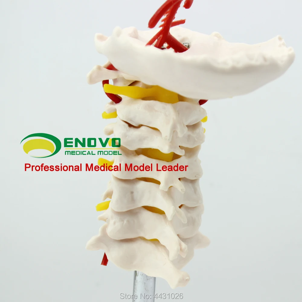 ENOVO модель человеческого образцов костей модель шейный позвонок модель