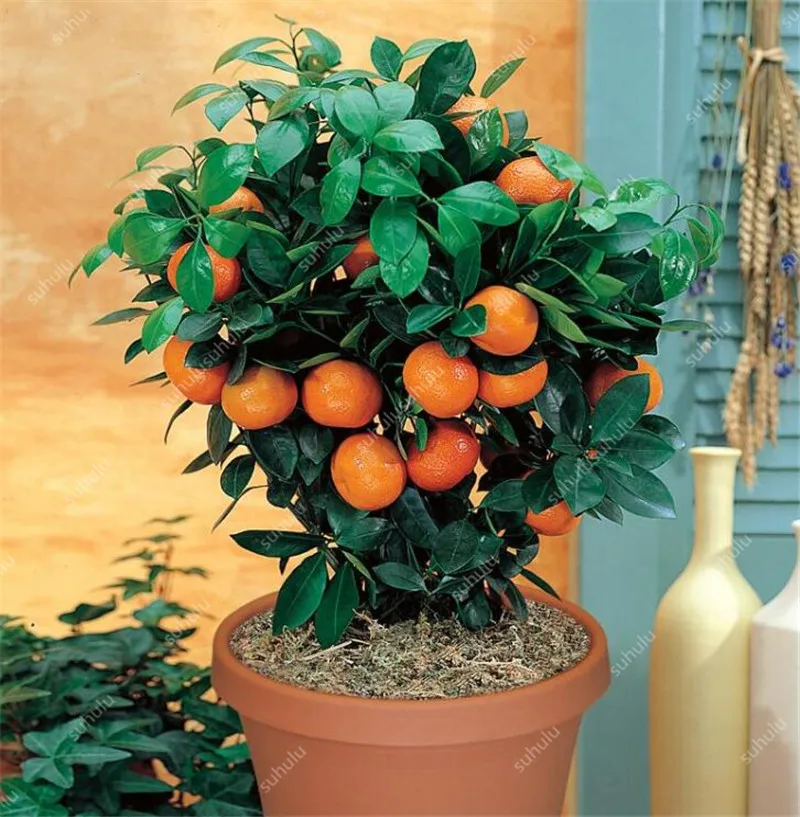Bonsai 20 Pcs Orange Potted Edible Tangerine Citrus Fruit Dwarf Orange Tree Indoor Plant For Home Garden Non-GMO plants Bonsai 20 Pcs Orange Potted Edible Tangerine Citrus Fruit Dwarf Orange Tree Indoor Plant For Home Garden Non-GMO plants
