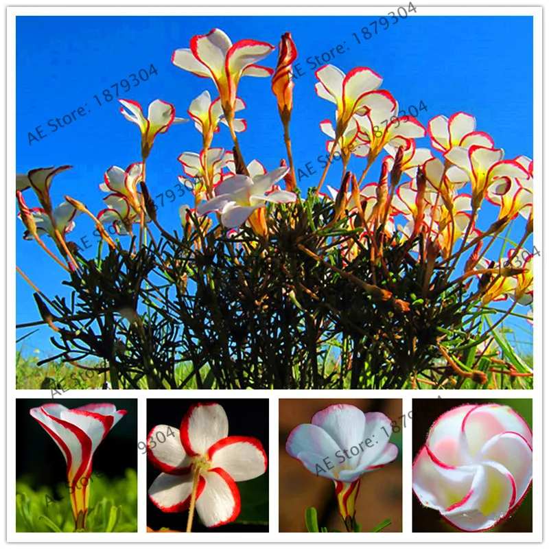 

TRUE oxalis flower bonsai,rare Oxalis versicolor Sorrel flower potted home garden plant ,beautiful flower,100pcs