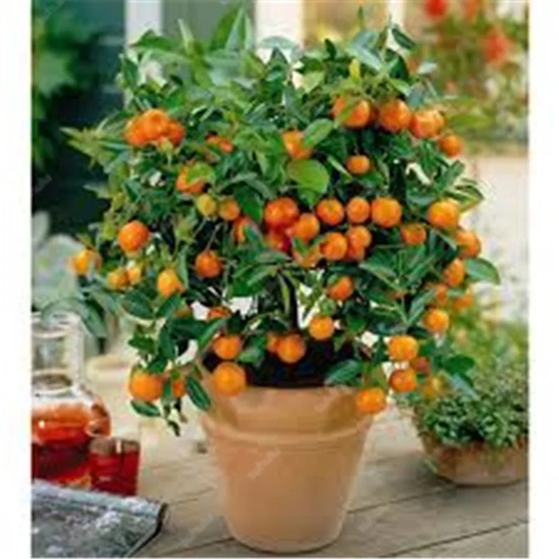 Bonsai 20 Pcs Orange Potted Edible Tangerine Citrus Fruit Dwarf Orange Tree Indoor Plant For Home Garden Non-GMO plants Bonsai 20 Pcs Orange Potted Edible Tangerine Citrus Fruit Dwarf Orange Tree Indoor Plant For Home Garden Non-GMO plants