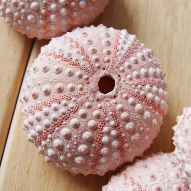 Free Shipping 10pcs Natural Small Pink Sea Urchin Bottle Set Natural  Shell&conch Beach Wedding&party&holiday Decor - Shells & Starfishes -  AliExpress